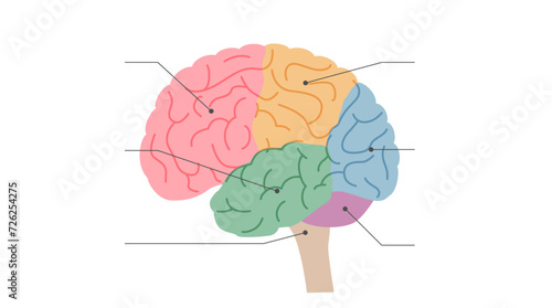 人間の脳の横から見たイラスト、側面図、色分けした脳、脳みその部位、解説、名称入り