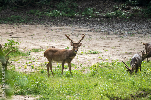 Eld s deer standing on a grassland in a Thai forest.