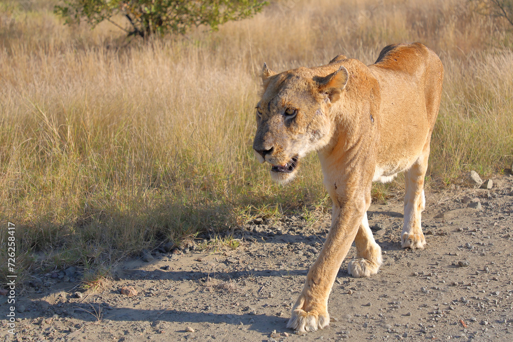 Afrikanischer Löwe / African lion / Panthera leo. Afrikanischer Löwe / African lion / Panthera leo.