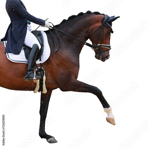 Dressage horse isolated against a white background. Rider in section, horse in the trot gait, front body view, from the side with the front leg raised. © RD-Fotografie