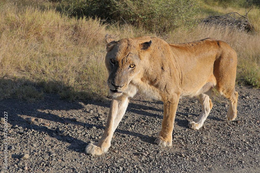 Fototapeta premium Afrikanischer Löwe / African lion / Panthera leo.