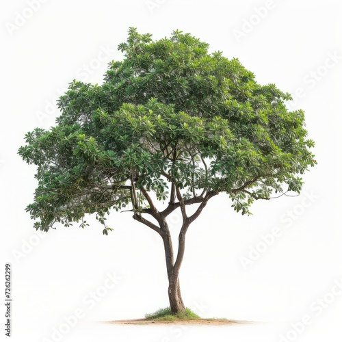 Image of shorea roxburghii G.Don   White Meranti trees against a clean white background. Expressing the natural beauty of olive branches and leaves