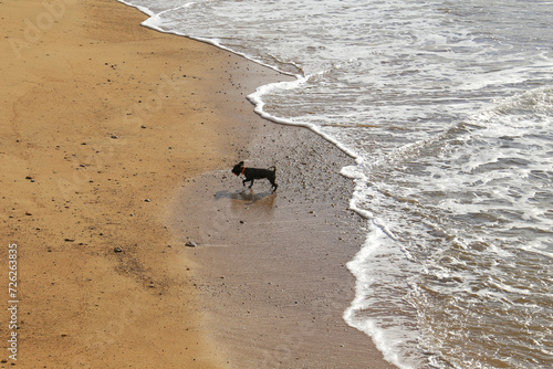 Little dog playing on Chipiona Beach photo