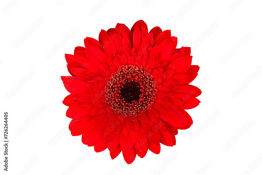Beautiful blooming red Gerbera flower isolated on transparent background png file