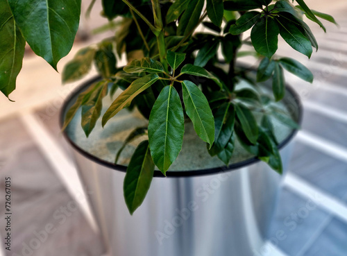 it blooms with rich red flowers. However, it usually does not bloom in residential conditions. The smooth stem of the shefflera bears long petioles with radiating leaves. in a shiny stainless steel  photo