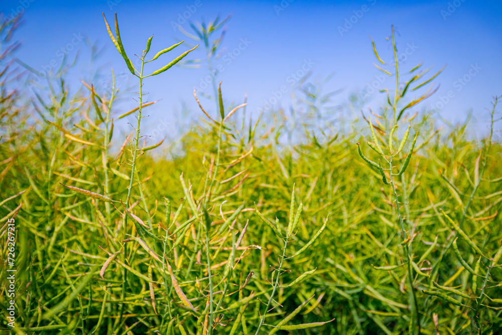 Pods of half-ripe rapeseed in are waving in wind Pods of half-ripe rapeseed in are waving in wind