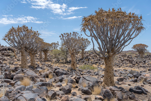 Quiver trees wood on ground with boulders at Quivertree forest, Keetmansoop, Namibia photo