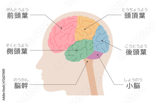 間の脳の横から見たイラスト、側面図、色分けした脳、脳みその部位、解説、名称入り