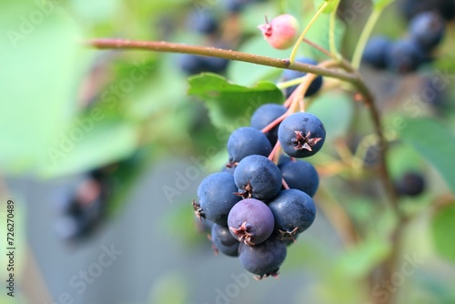Branch with berries of Amelanchier alnifolia called Smoky Saskatoon, Pacific serviceberry, western serviceberry or dwarf shadbush. Sweet blue Saskatoon berries ripening on bush branches.