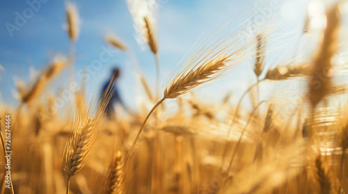 Wheat spike
