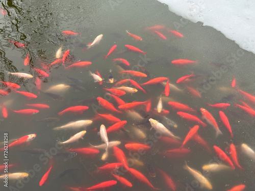 Canvas Print Golden fish in the lake winter time