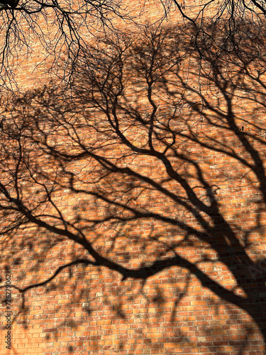 Shadow of a tree on the brick wall
