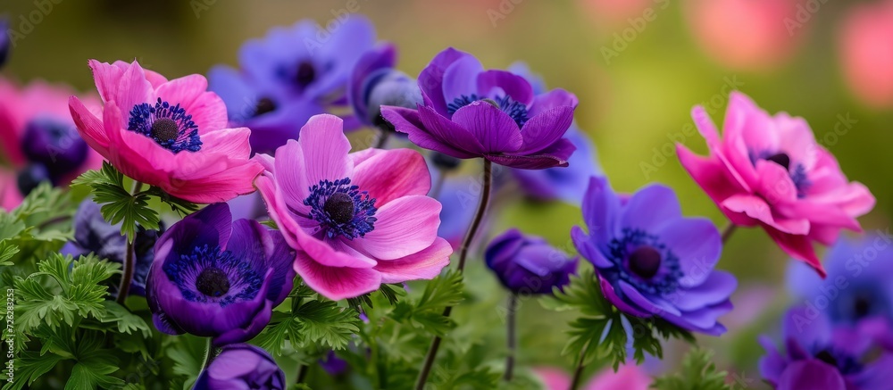 Anemone flowers bloom in spring, displaying hues of purple and pink in a bed.