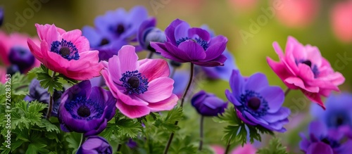 Anemone flowers bloom in spring, displaying hues of purple and pink in a bed. © AkuAku