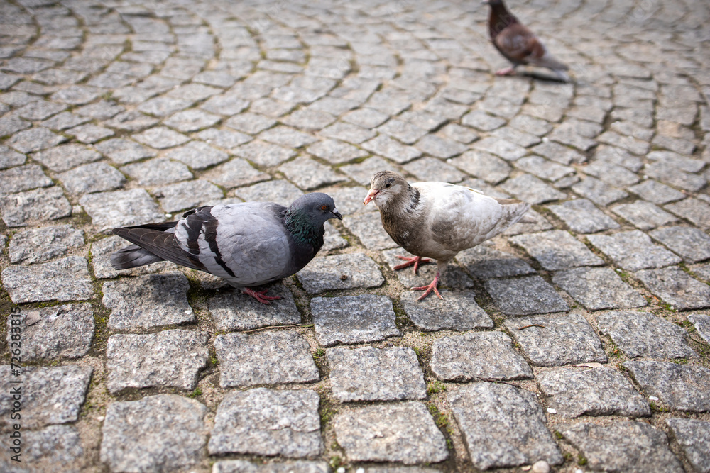 Fototapeta premium Pigeons on the street. Paving stone texture