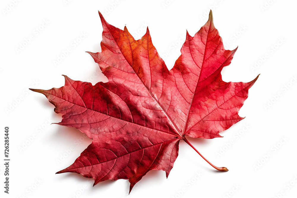 leaf09_red_sugar_maple_leaf_leaves_plant_nature_foliage leaf09_red_sugar_maple_leaf_leaves_plant_nature_foliage