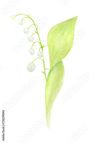 A set of watercolor lilies of the valley, a hand-drawn illustration of spring flowers highlighted on a white background.