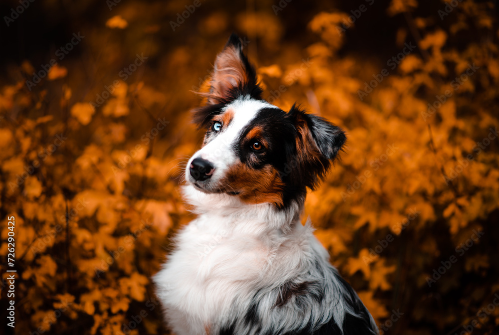 jesienny pies