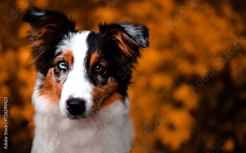 Fototapeta Naklejka Na Ścianę i Meble -  jesienny pies