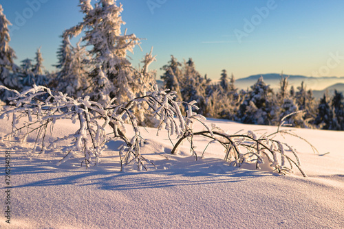 Fototapeta Naklejka Na Ścianę i Meble -  Gałązka w śniegu