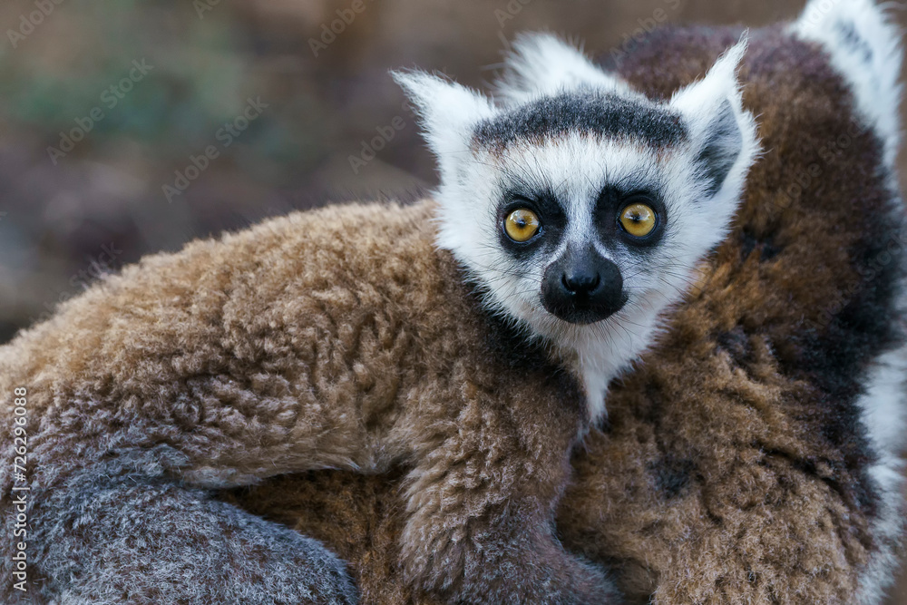 Obraz premium Ring tailed lemur (Lemur catta) in the wild