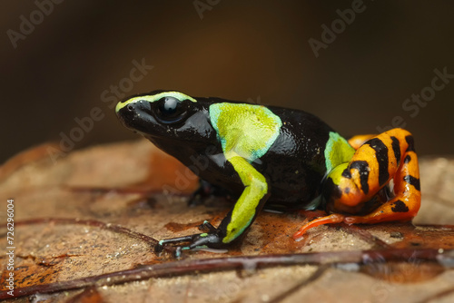 Baron's mantella the Madagascar poison frog