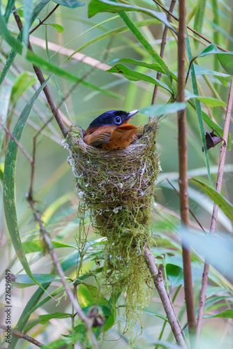 Malagasy paradise flycatcher (Terpsiphone mutata) photo