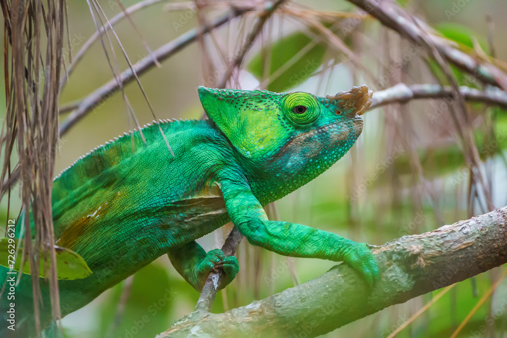 Fototapeta premium Chameleon of Madagascar in the wild
