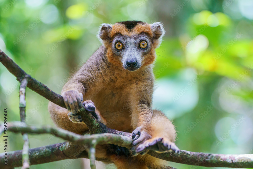 Fototapeta premium Crowned lemur (Eulemur coronatus) in the wild