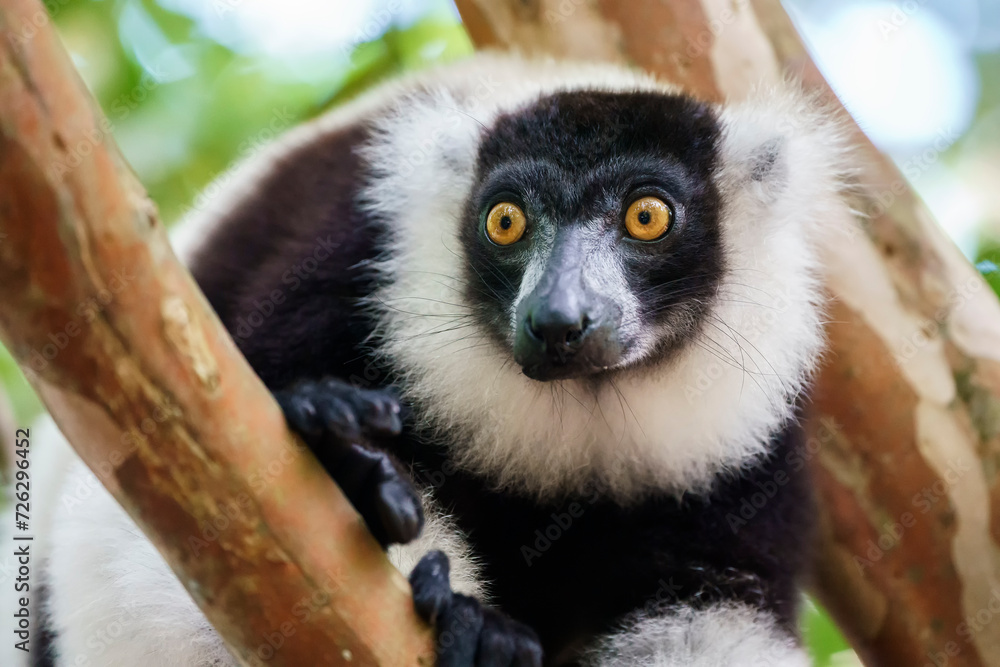 Fototapeta premium Black and white ruffed lemur (Varecia variegata) in the wild