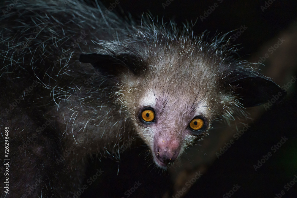 Fototapeta premium Aye aye lemur (Daubentonia madagascariensis) in the wild at night