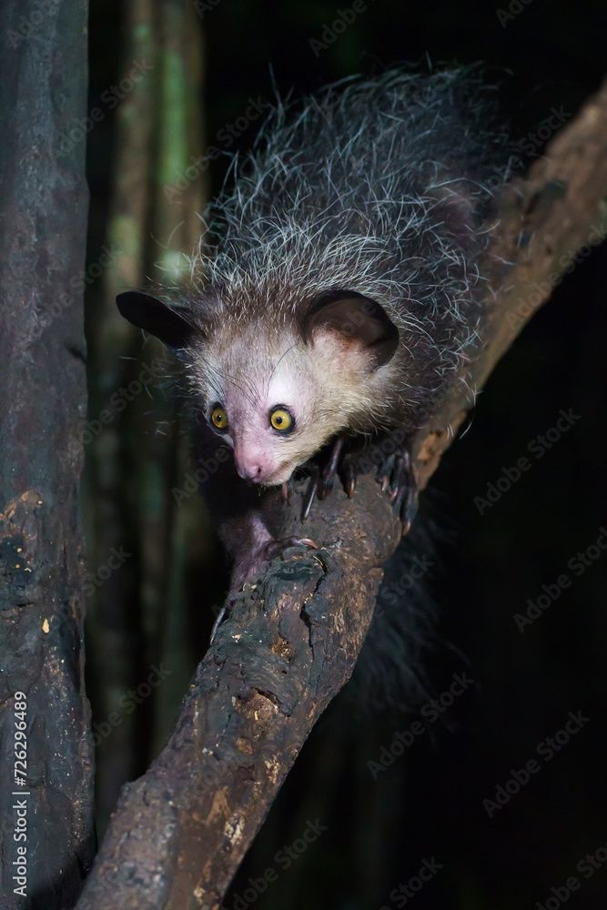 Fototapeta premium Aye aye lemur (Daubentonia madagascariensis) in the wild at night