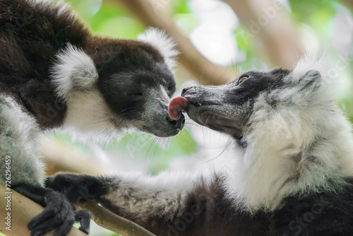 Black and white ruffed lemur (Varecia variegata) in the wild