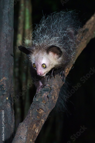 Aye aye lemur (Daubentonia madagascariensis) in the wild at night