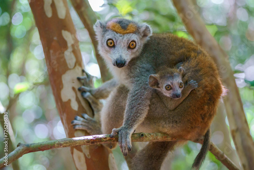 Crowned lemur (Eulemur coronatus) in the wild photo