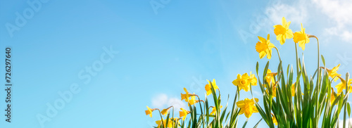 Spring flower background Daffodils against a clear blue sky