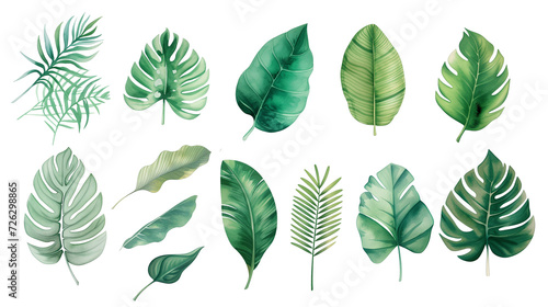 Watercolor leaves collection. Set of hand drawn natural elements isolated © Pippin