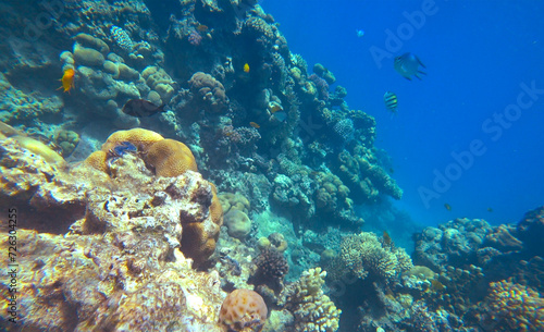 Amazing  coral reef and fish © Happy monkey