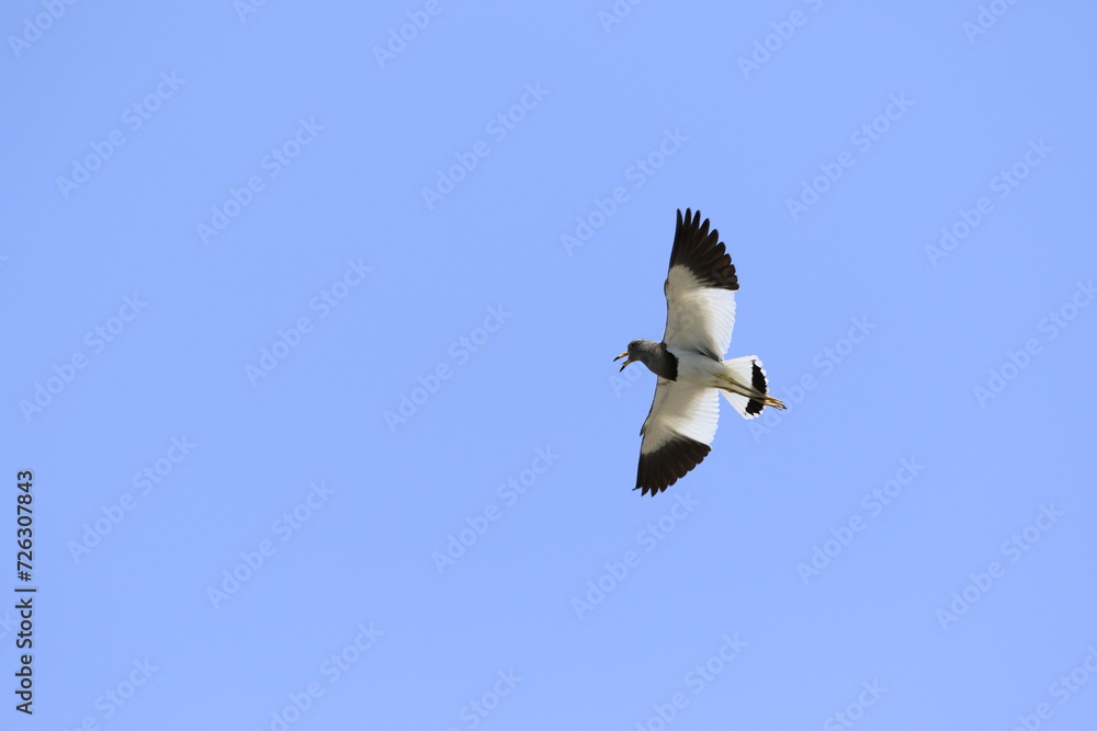 Obraz premium 空を飛んでいるケリ