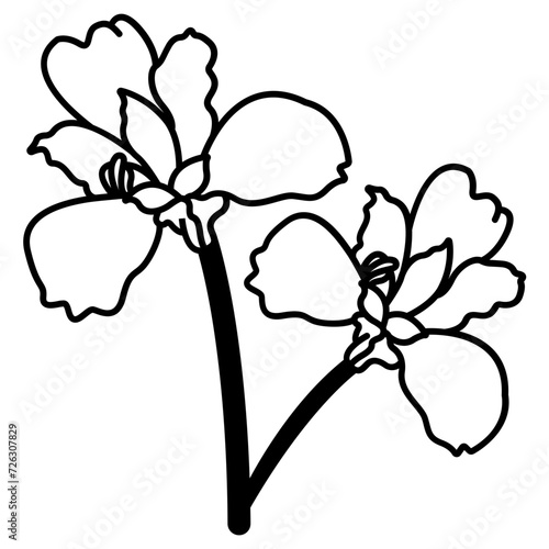 Iris flower glyph and line vector illustration