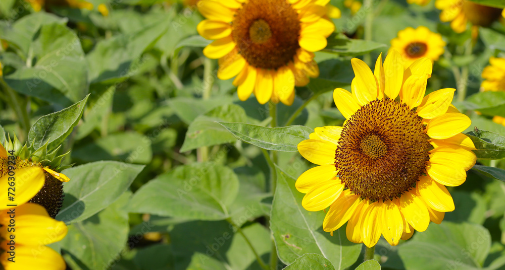 Blooming sunflower fields. Beautiful yellow flower