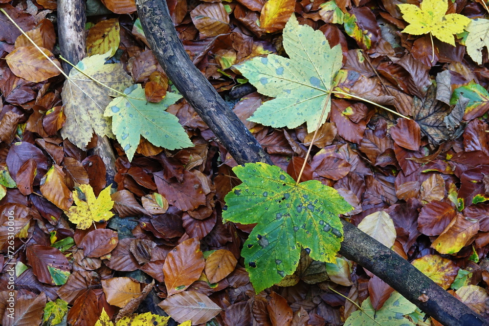 Naklejka premium Waldboden im Herbst