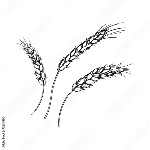 vector illustration of ears of wheat  hand drawn three branches of wheat  agriculture theme  black and white sketch of harvest theme isolated on white background