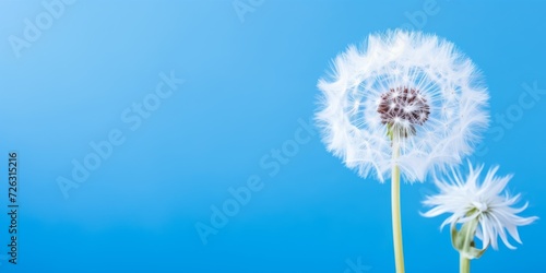 A Delicate White Dandelion Shines Amidst A Stunning Blue Setting.   oncept Nature s Reflection  Serene Beauty  Delicate Dandelion  Blue Sky Bliss