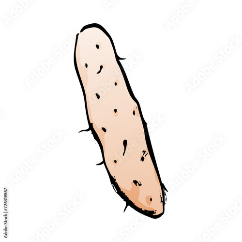 長芋の和風ベクターイラスト（カラー）。