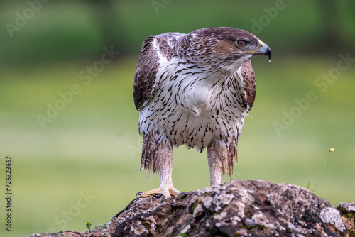 Beautiful close-up portrait of a Bonelli's eagle looking laterally with a droplet in its beak perched on a rock with a flower and with a green out-of-focus background in the Sierra Morena Andalusia