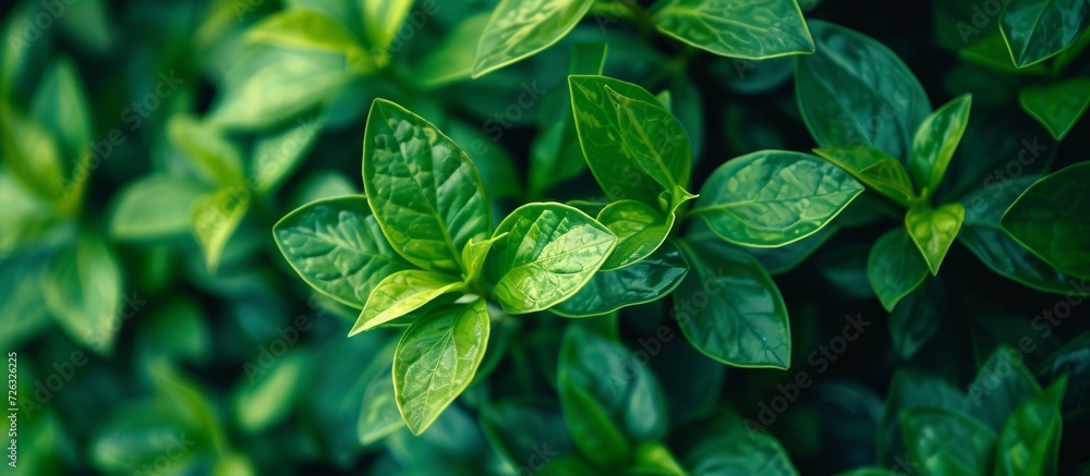 High quality photo of an attractive green plant on a bush. High quality photo of an attractive green plant on a bush.