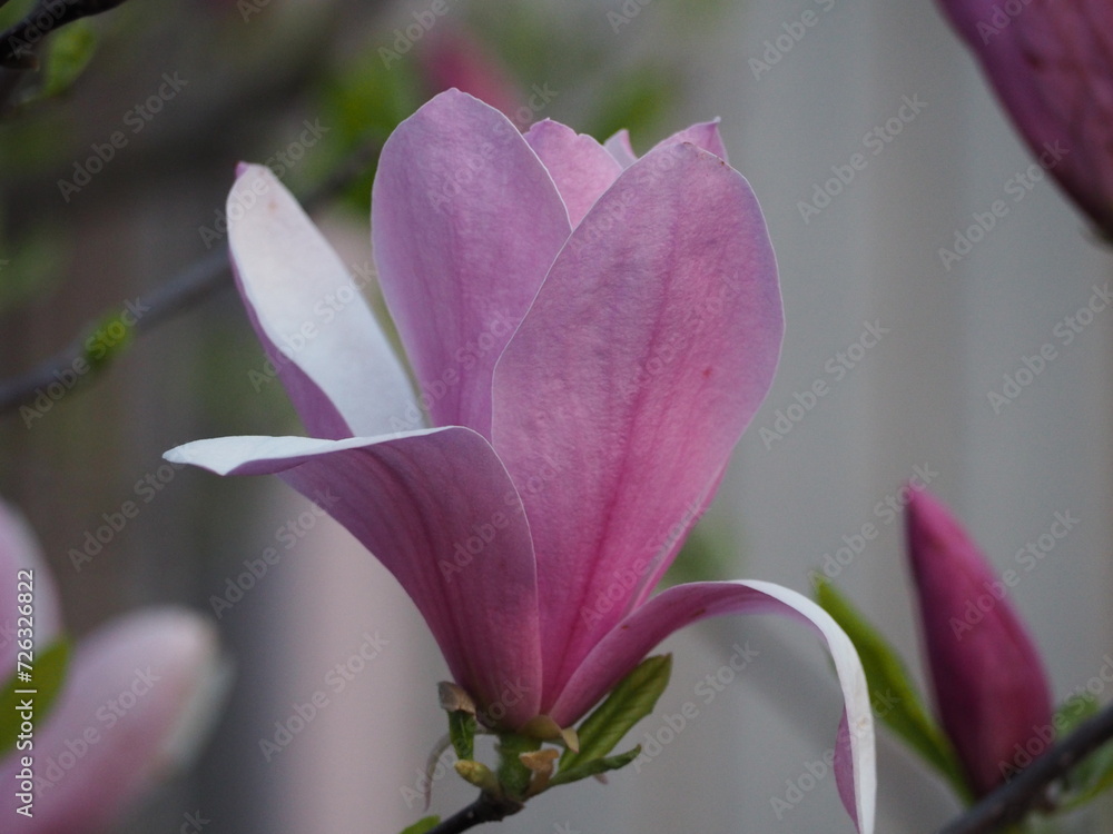 Fototapeta premium モクレン 紫木蓮