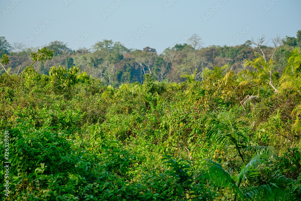Kaziranga National Park forest canopy