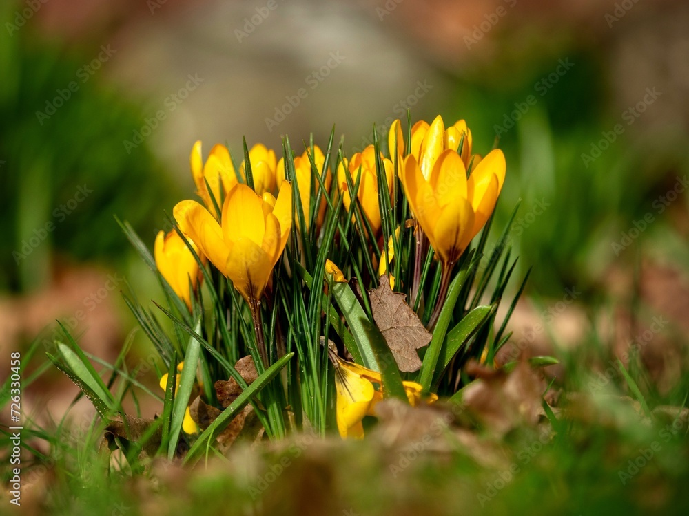 Cluster of Yellow Crocus Flowers Cluster of Yellow Crocus Flowers